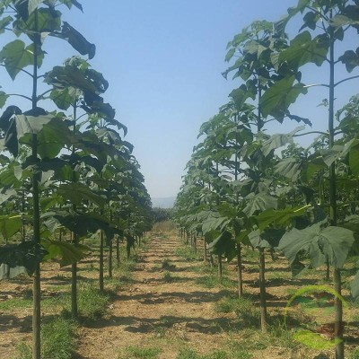 Φυτά Παυλώνιας Υβρίδιο με Νούμερο